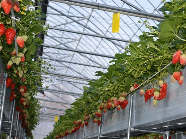 ■【山梨】やまなし満腹満足!-春編-!人気の「桔梗信玄餅詰め放題」と旬のいちご狩り♪神秘の湧水「忍野八海」散策も!1